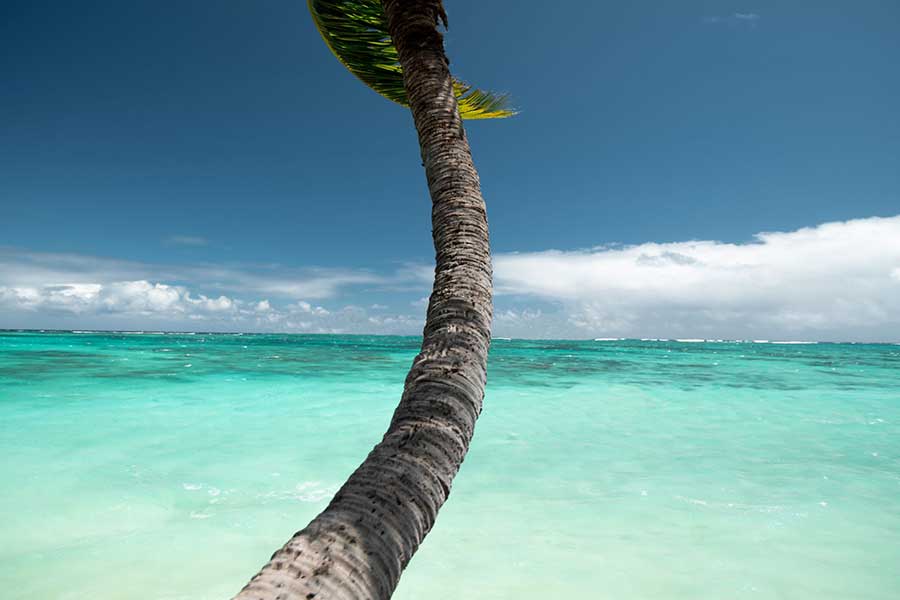 This is an image of the ocean along with a palm tree in the center of the image